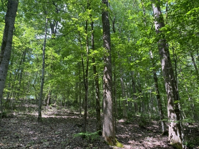 Land For Sale In Tn, 15 Acres+/-, Wooded Land - image 44