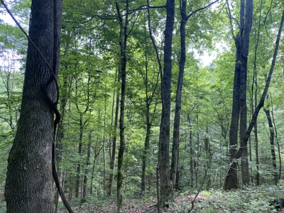 Land For Sale In Tn, 15 Acres+/-, Wooded Land - image 16