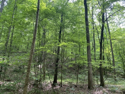 Land For Sale In Tn, 15 Acres+/-, Wooded Land - image 34