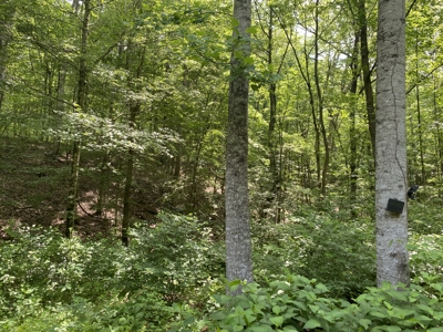 Land For Sale In Tn, 15 Acres+/-, Wooded Land - image 43