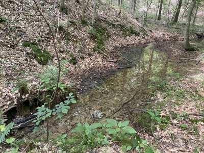 Land For Sale In Tn, 15 Acres+/-, Wooded Land - image 21