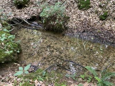 Land For Sale In Tn, 15 Acres+/-, Wooded Land - image 22