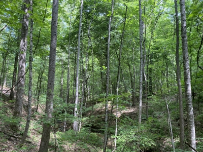Land For Sale In Tn, 15 Acres+/-, Wooded Land - image 35