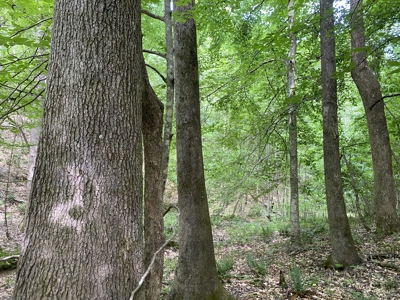 Land For Sale In Tn, 15 Acres+/-, Wooded Land - image 25