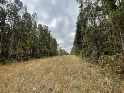 14.28 Acres Timberland for Sale Near Troup Smith County TX - image 4