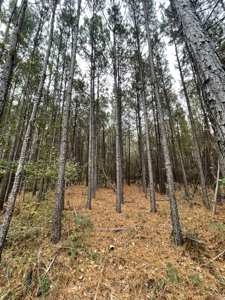 14.28 Acres Timberland for Sale Near Troup Smith County TX - image 1