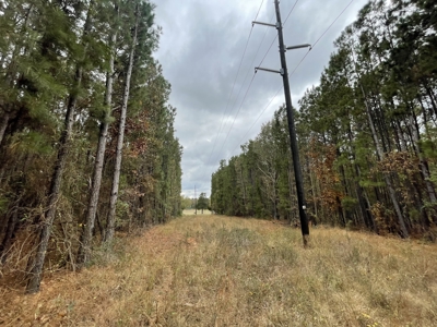 14.28 Acres Timberland for Sale Near Troup Smith County TX - image 3