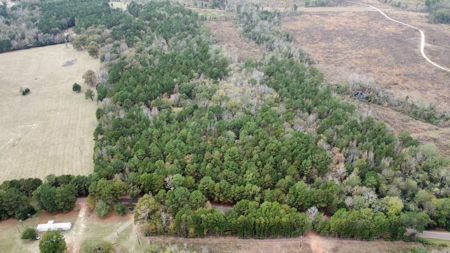 East Timber Land for Sale in Smith County near Troup Texas - image 4