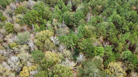 East Timber Land for Sale in Smith County near Troup Texas - image 7