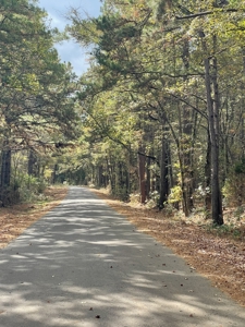 East Timber Land for Sale in Smith County near Troup Texas - image 15