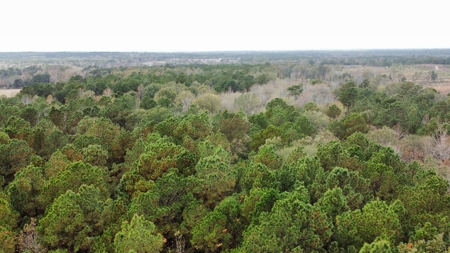 East Timber Land for Sale in Smith County near Troup Texas - image 10