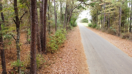 East Timber Land for Sale in Smith County near Troup Texas - image 12