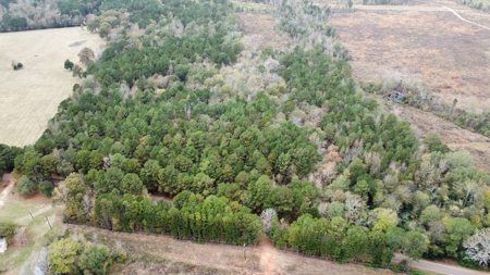 East Timber Land for Sale in Smith County near Troup Texas - image 2