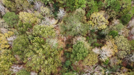 East Timber Land for Sale in Smith County near Troup Texas - image 6