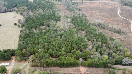 East Timber Land for Sale in Smith County near Troup Texas - image 3