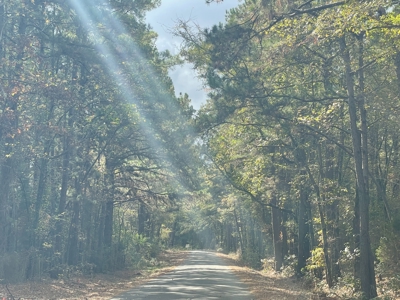 East Timber Land for Sale in Smith County near Troup Texas - image 14