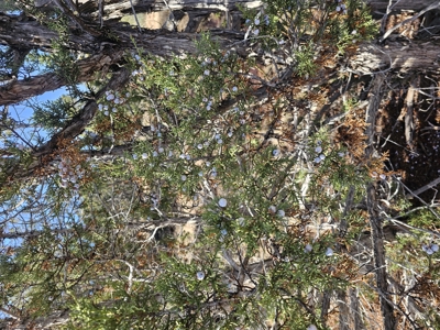 7+ acres in Seligman Off Grid heavily treed - image 20