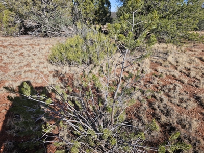 7+ acres in Seligman Off Grid heavily treed - image 25