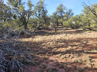 7+ acres in Seligman Off Grid heavily treed - image 13