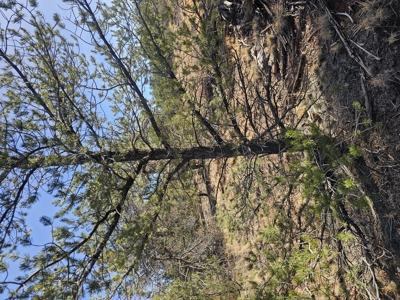 7+ acres in Seligman Off Grid heavily treed - image 21