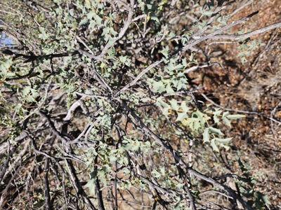 7+ acres in Seligman Off Grid heavily treed - image 17