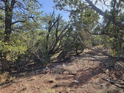 7+ acres in Seligman Off Grid heavily treed - image 12