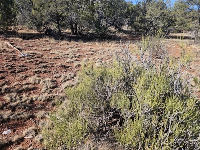 7+ acres in Seligman Off Grid heavily treed - image 24