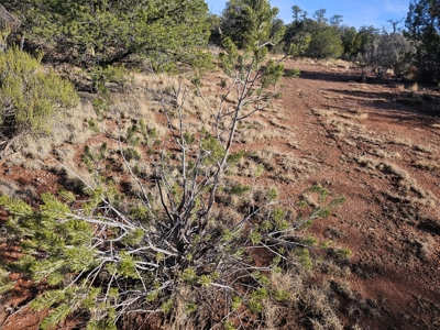 7+ acres in Seligman Off Grid heavily treed - image 26
