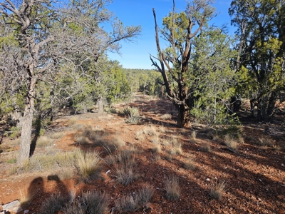 7+ acres in Seligman Off Grid heavily treed - image 10