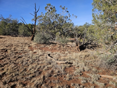 7+ acres in Seligman Off Grid heavily treed - image 4
