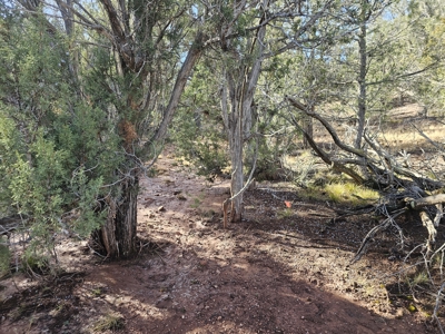 7+ acres in Seligman Off Grid heavily treed - image 9