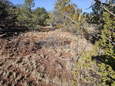 7+ acres in Seligman Off Grid heavily treed - image 6