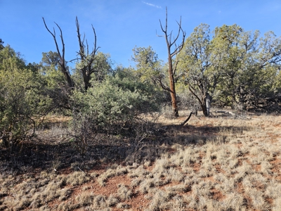 7+ acres in Seligman Off Grid heavily treed - image 8