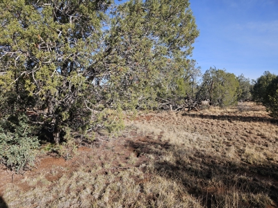 7+ acres in Seligman Off Grid heavily treed - image 5