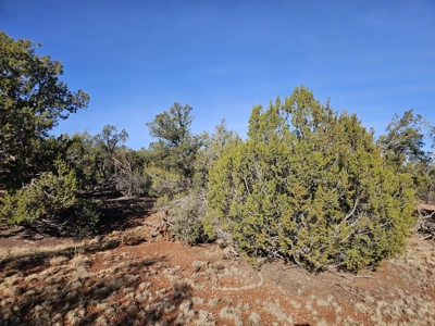 7+ acres in Seligman Off Grid heavily treed - image 3
