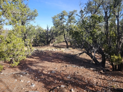 7+ acres in Seligman Off Grid heavily treed - image 11