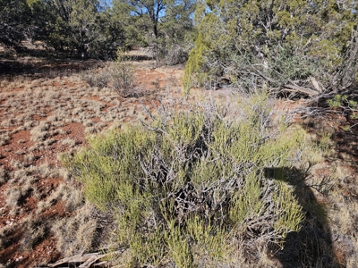 7+ acres in Seligman Off Grid heavily treed - image 23