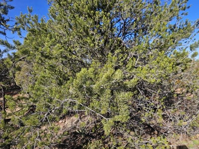 7+ acres in Seligman Off Grid heavily treed - image 22