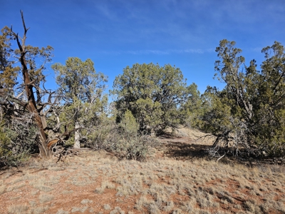 7+ acres in Seligman Off Grid heavily treed - image 15