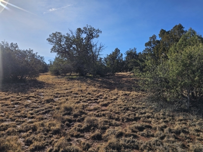7+ acres in Seligman Off Grid heavily treed - image 7