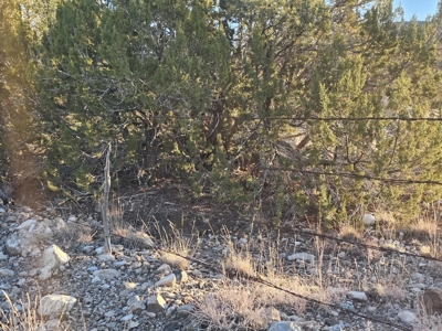7+ acres in Seligman Off Grid heavily treed - image 1