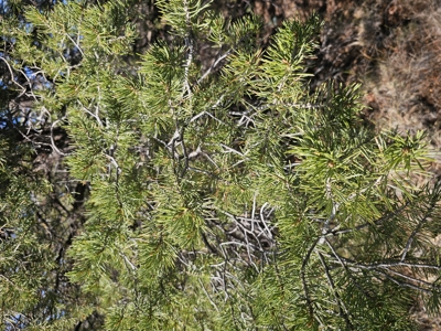 7+ acres in Seligman Off Grid heavily treed - image 18