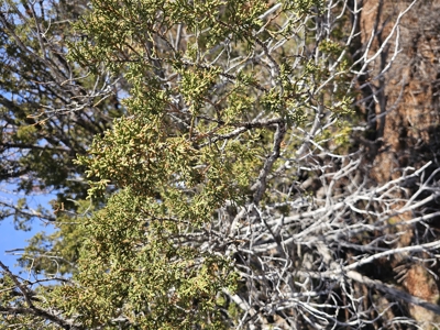 7+ acres in Seligman Off Grid heavily treed - image 16