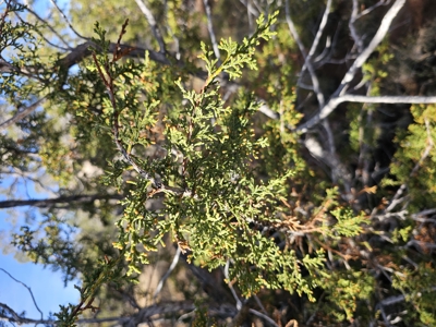 7+ acres in Seligman Off Grid heavily treed - image 19