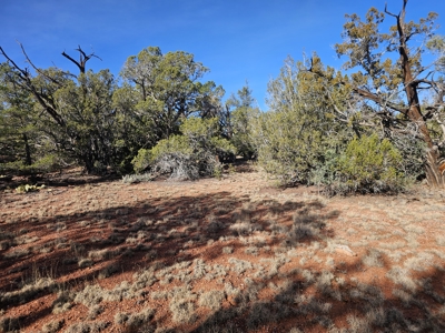 7+ acres in Seligman Off Grid heavily treed - image 14