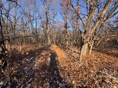 40 Acres - Timber, Hunting, Trails - Dekalb County Missouri - image 16