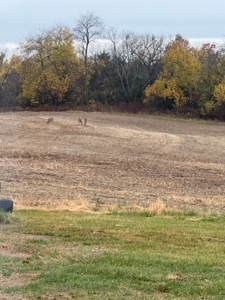 40 Acres - Timber, Hunting, Trails - Dekalb County Missouri - image 4