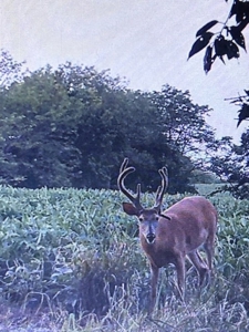 40 Acres - Timber, Hunting, Trails - Dekalb County Missouri - image 1