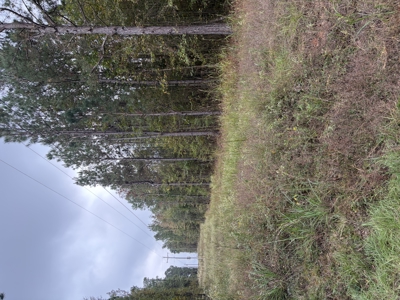 10.5± Acres Wooded Land in Miller Co, AR | Build-Ready with Power - image 5