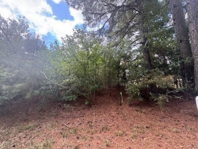 East Texas Hunting Paradise close to Town - image 3